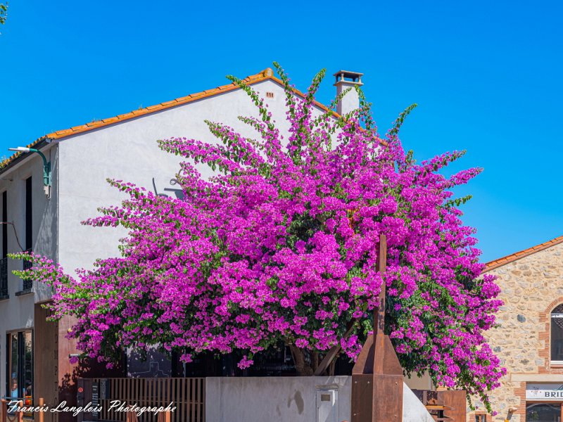 FrancisPhotographe_GFXA4039